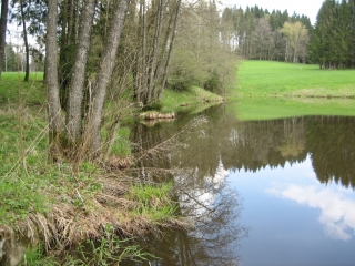 Schaberer Weiher 2013